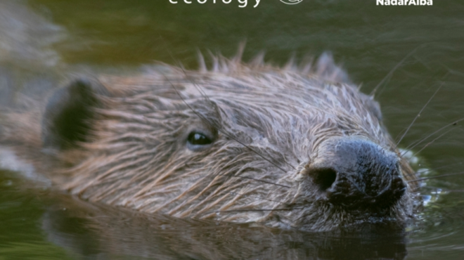 κανείς-δεν-ξέρει-από-πού-ήρθε-αγριος-563963443