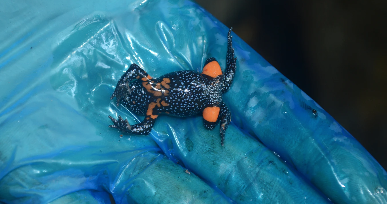 Πώς μία ομάδα φωτογράφων «εξαφάνισε» τον μαγικό βάτραχο «γαλαξία»-1