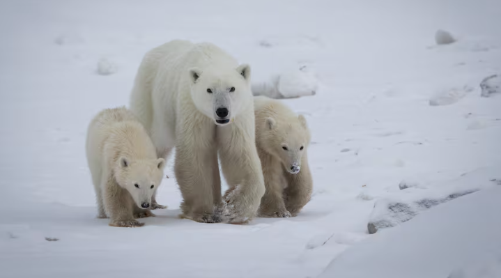 Πολική αρκούδα υιοθέτησε περιπλανώμενο μικρό – «Σπάνιο και εκπληκτικό»-1