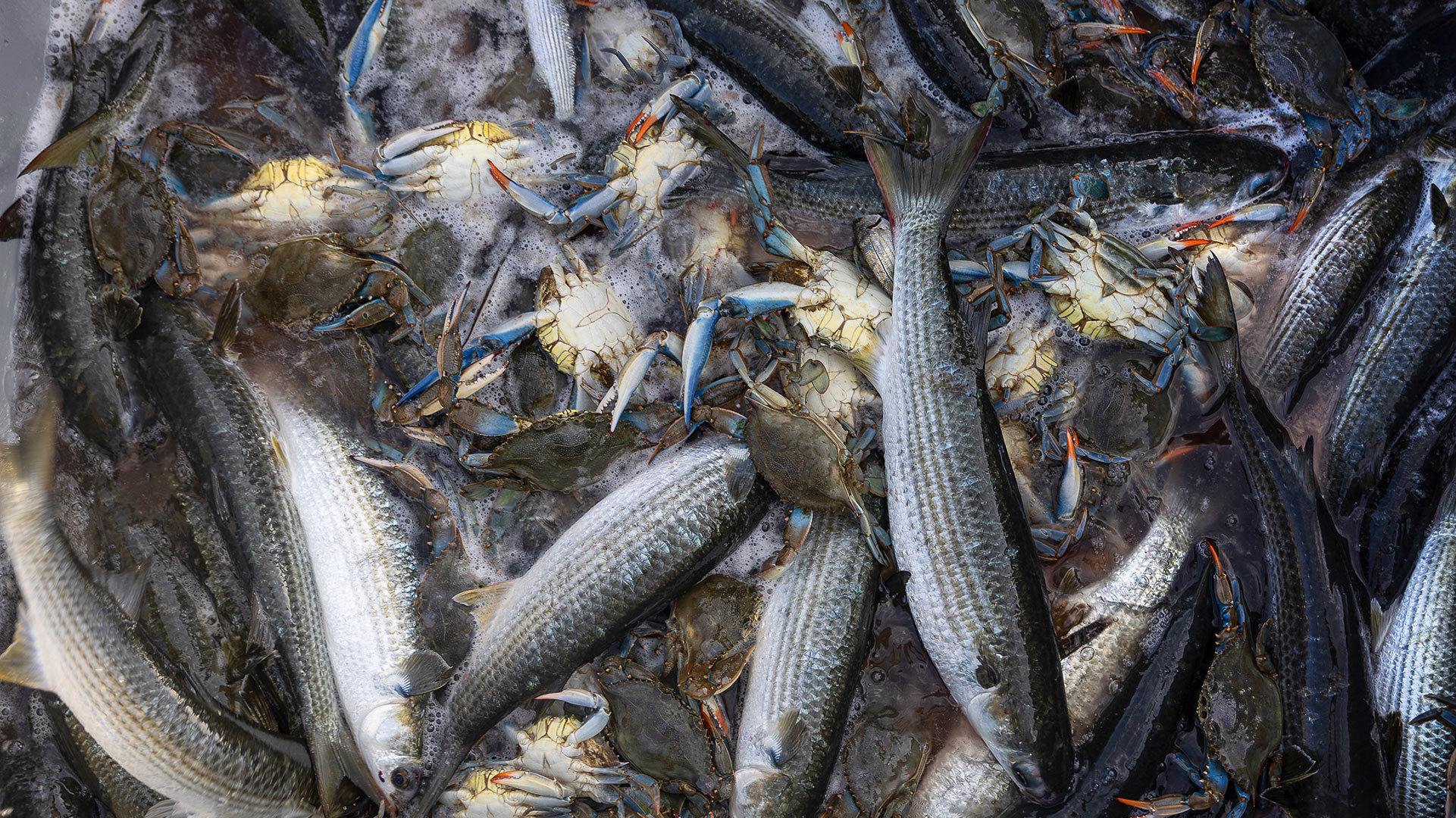 Κι αν η λίμνη Βιστωνίδα γίνει θάλασσα;-5