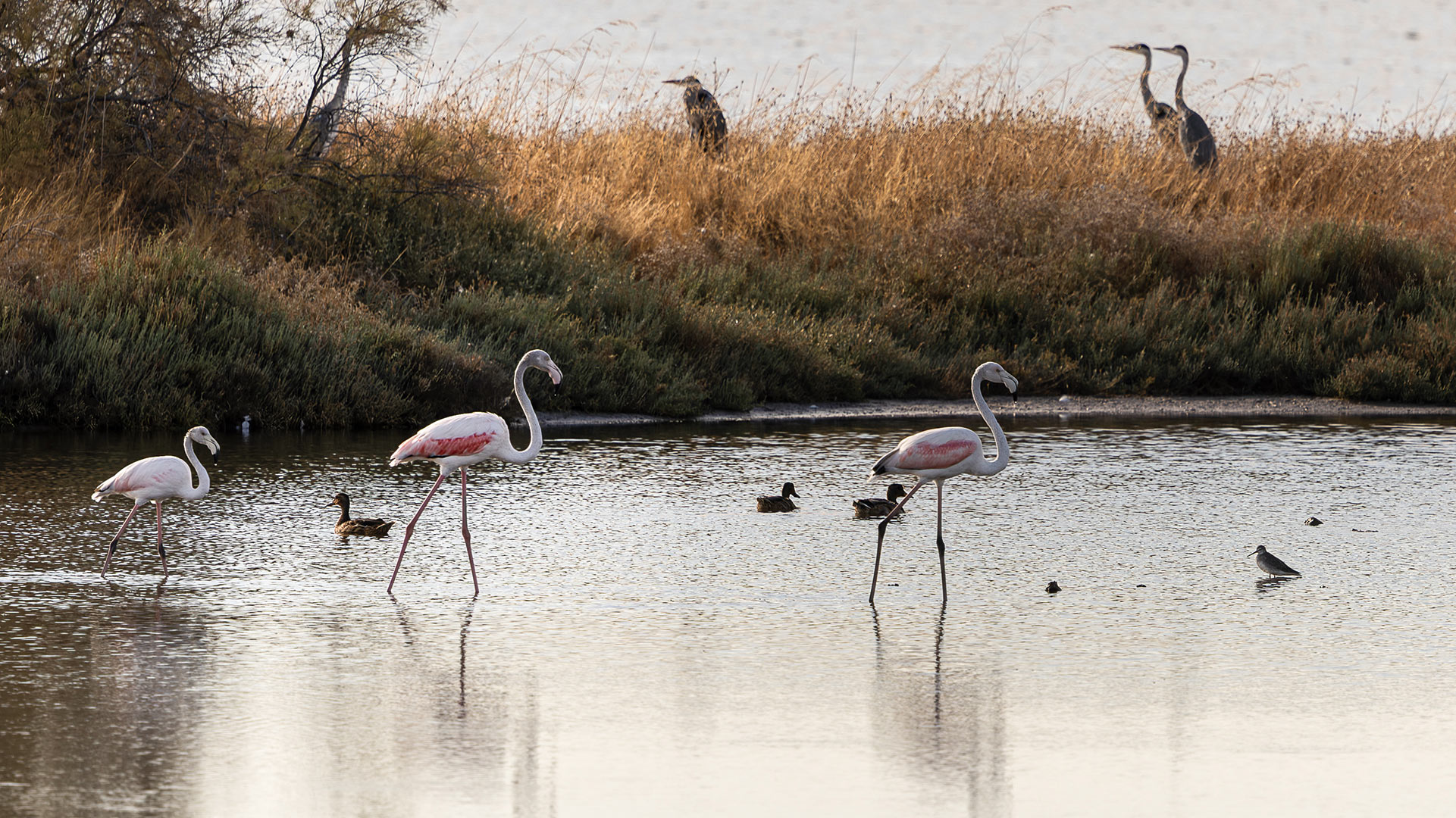 Κι αν η λίμνη Βιστωνίδα γίνει θάλασσα;-3