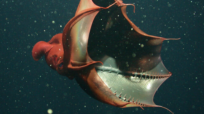 το-βαμπίρ-καλαμάρι-από-την-κόλαση-απ-563956900