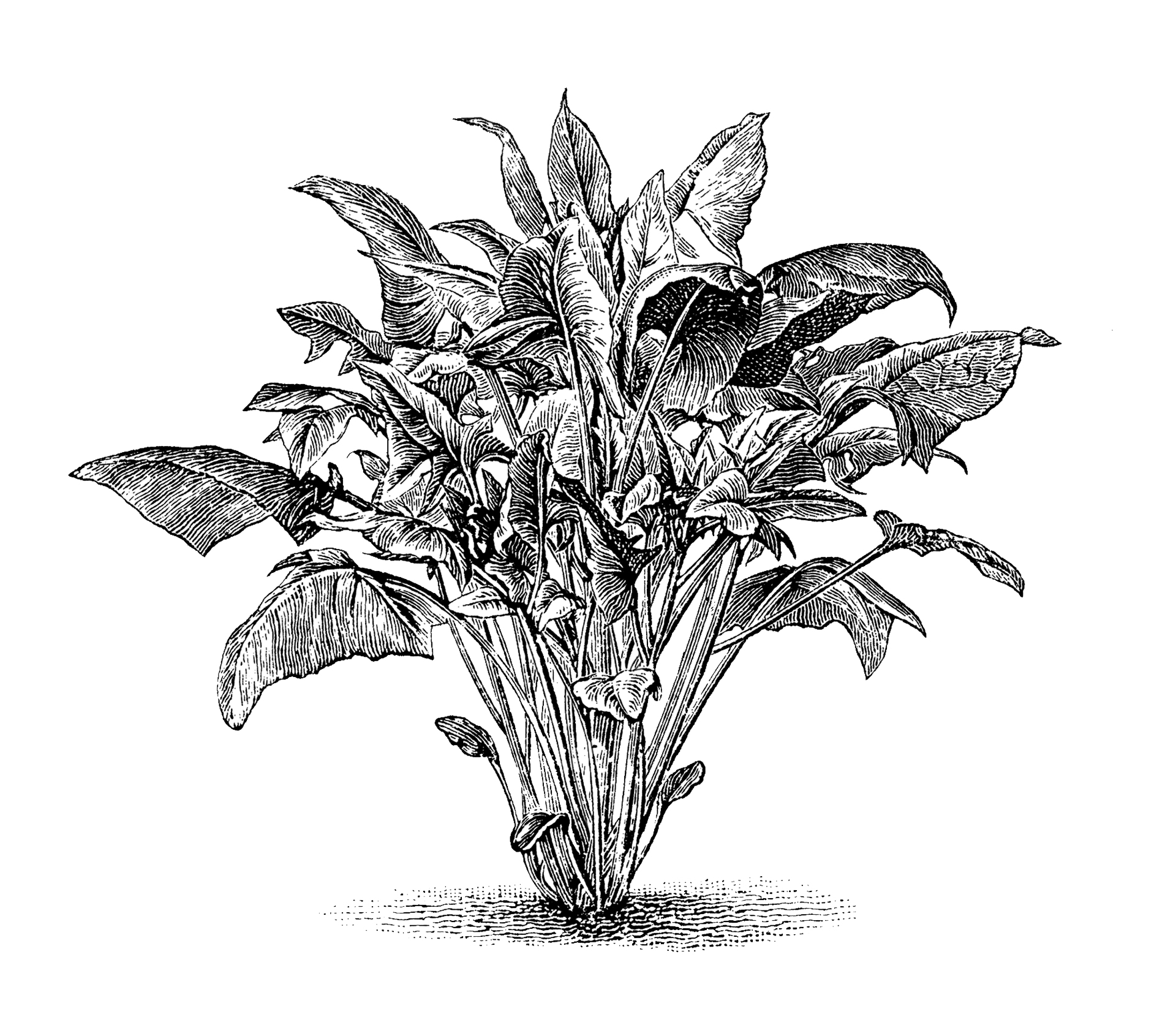 Το φυλλώδες λαχανικό που δυναμώνει το σώμα και νοστιμίζει τα φαγητά-1