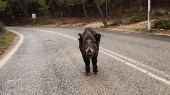θεσσαλονίκη-αγριογούρουνα-και-λύκοι-563952811