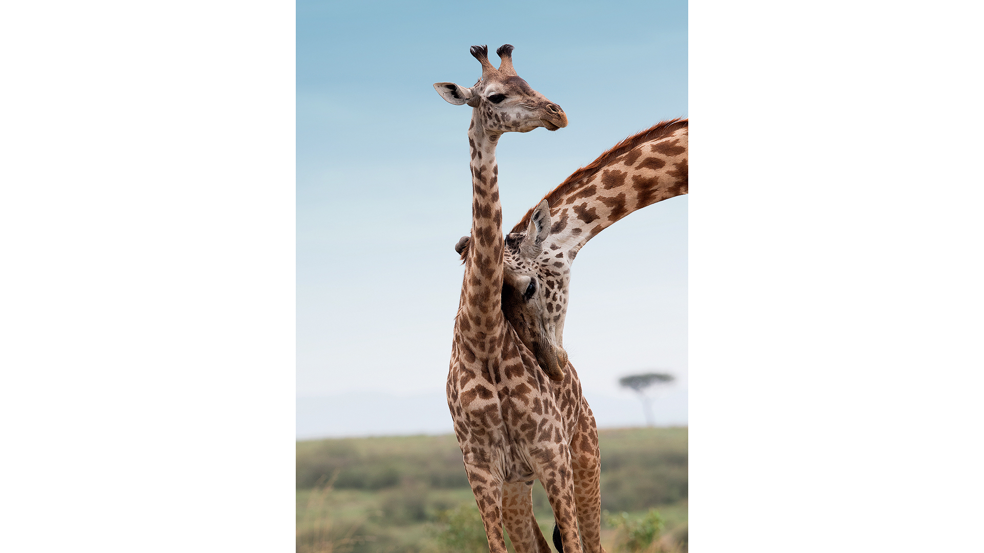 μάθε-να-μη-μάχεσαι-τις-επιθυμίες-σου-563975479