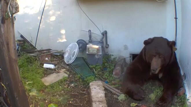 πολική-αρκούδα-υιοθέτησε-περιπλανώμ-563952421