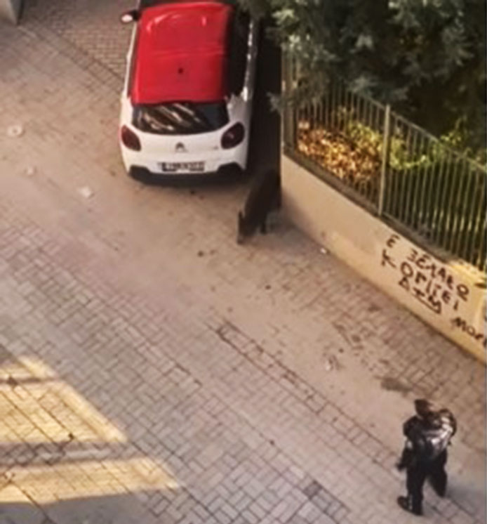 Η άγρια ζωή «εισβάλλει» στις πόλεις-1