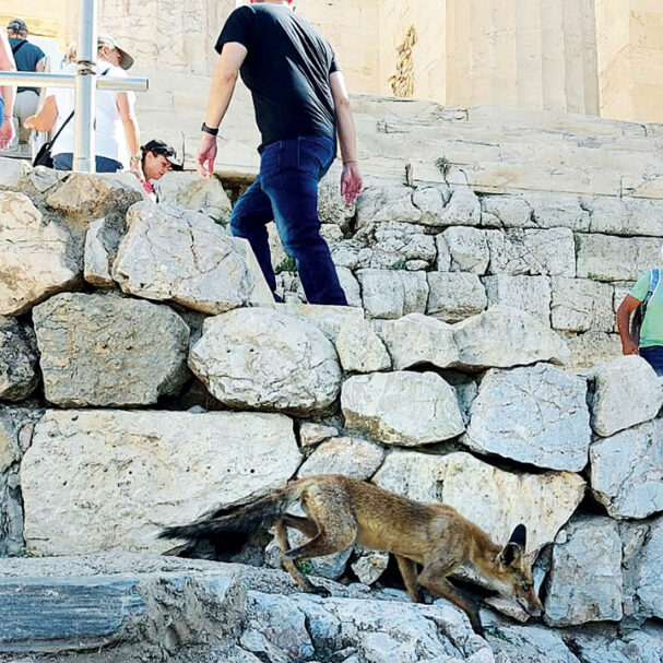 η-άγρια-ζωή-εισβάλλει-στις-πόλεις-563984776