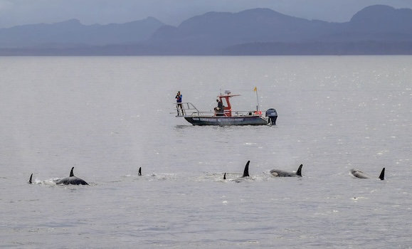 Κυνηγετικοί… frenemies: Ορκες και δελφίνια συνεργάζονται για πιο αποτελεσματικό «γεύμα»-1