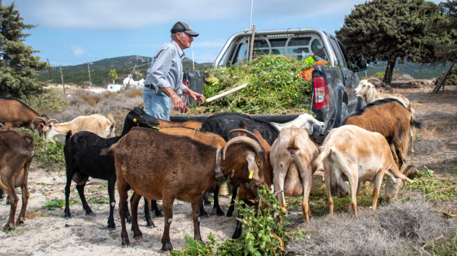 θα-ψάχνουμε-για-αρνί-563997109