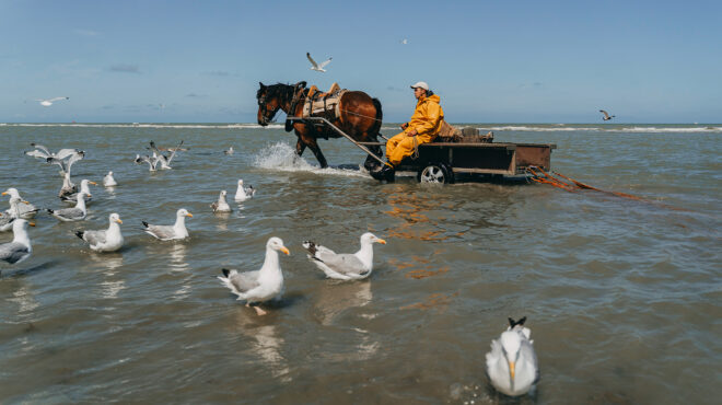 εσείς-γνωρίζατε-ότι-υπάρχουν-έφιπποι-564002128