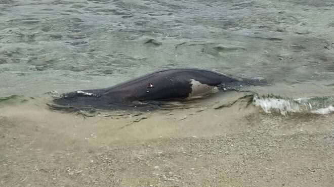 μαύρο-λιθάρι-πυροβόλησαν-και-σκότωσα-563974003