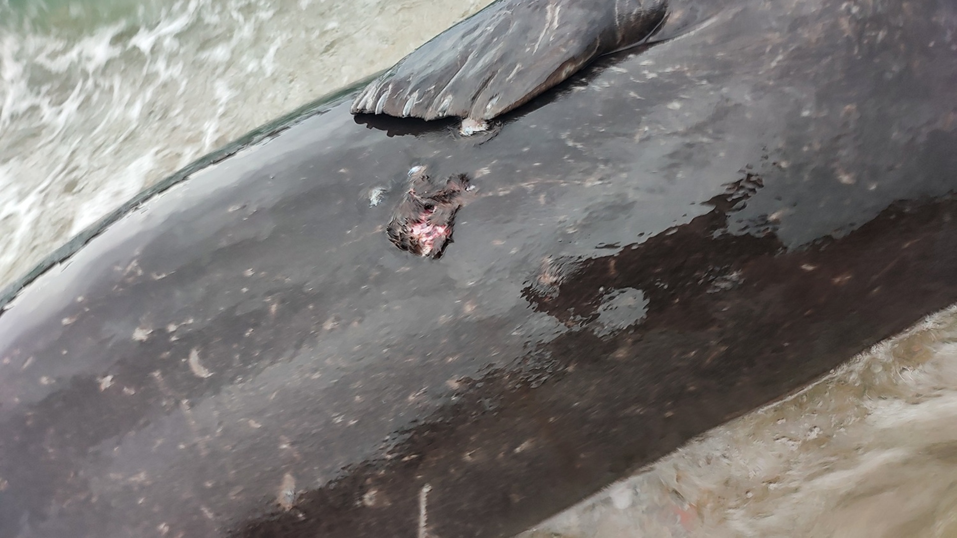 Μαύρο Λιθάρι: Πυροβόλησαν και σκότωσαν μεσογειακή φώκια-1