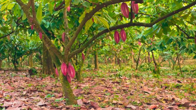 ο-καφές-η-σοκολάτα-και-τα-τροπικά-δάση-563975650