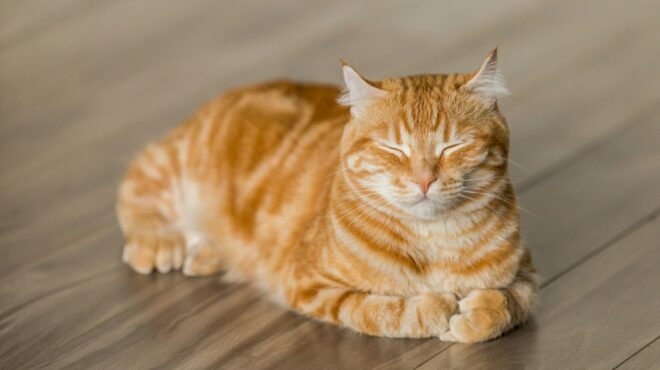 γαλλία-σε-κατ-οίκον-περιορισμό-γά-563956819