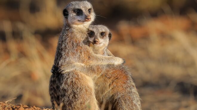 πόσο-μονογαμικός-είναι-ο-άνθρωπος-λί-563969812