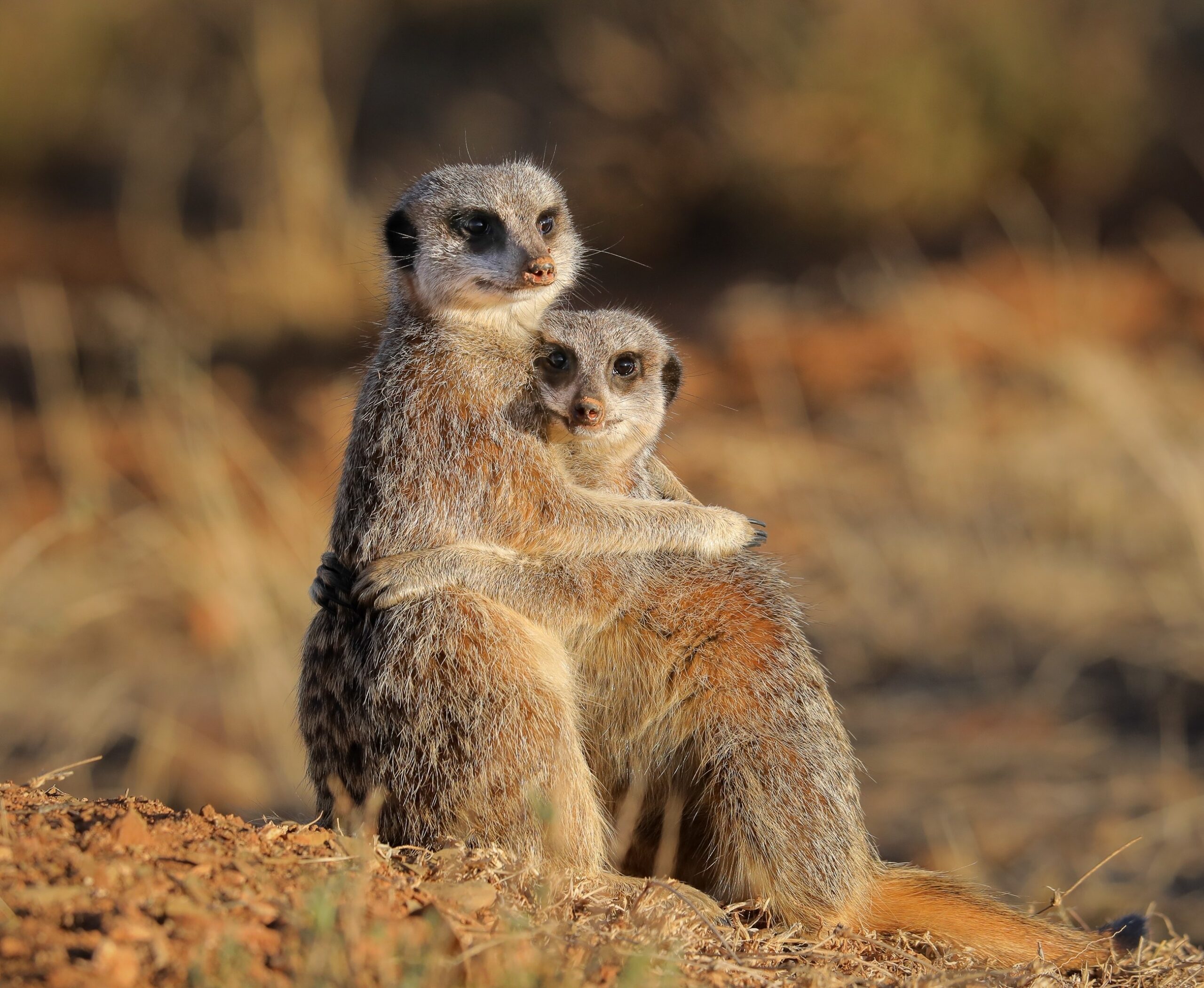 πόσο-μονογαμικός-είναι-ο-άνθρωπος-λί-563969812