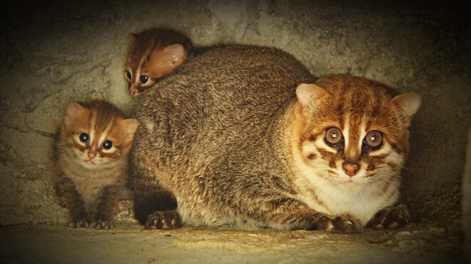 ταϊλάνδη-επανεμφανίστηκε-αγριόγατα-563997868