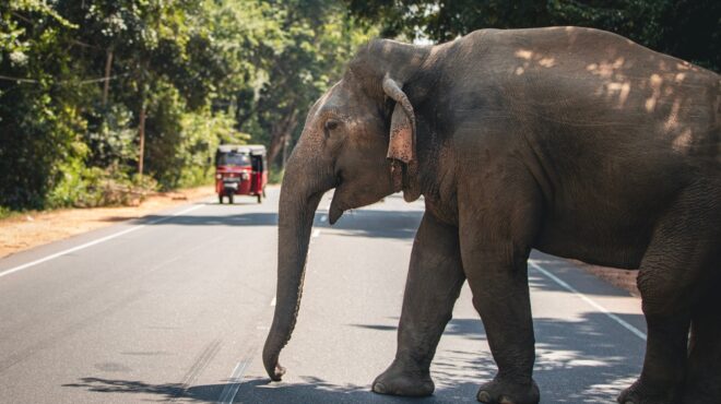 σρι-λάνκα-πυροβόλησαν-και-έκαψαν-ζωντ-563983114