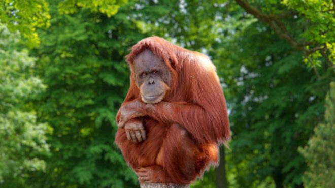 sos-για-τα-σπανιότερα-πρωτεύοντα-του-κόσ-563972020