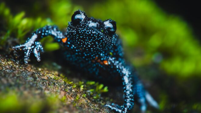 πώς-μία-ομάδα-φωτογράφων-εξαφάνισε-563980333