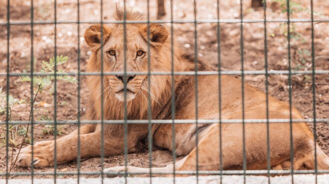 νεκρός-19χρονος-που-μπήκε-σε-λάκκο-με-λι-563951488