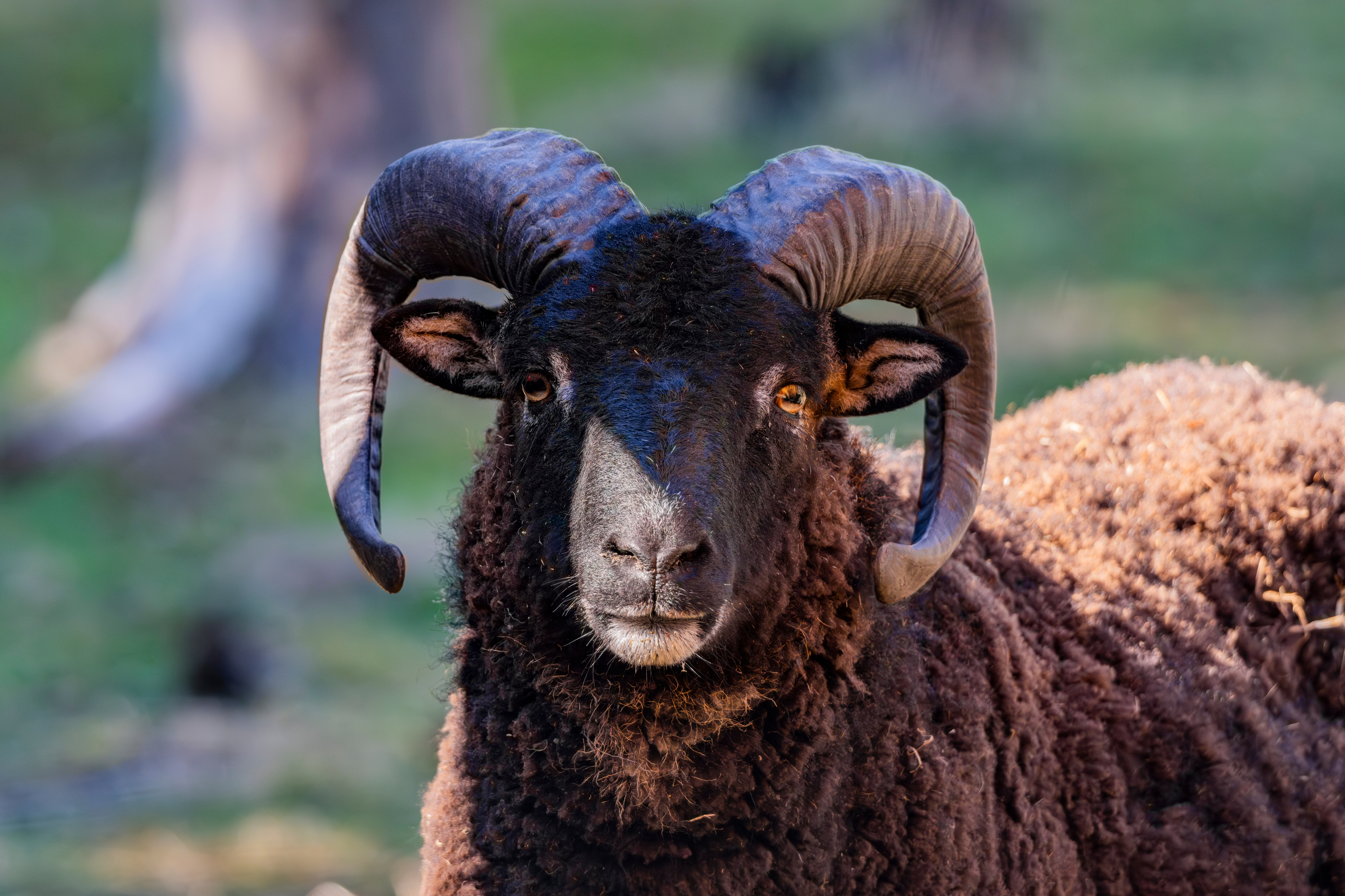 Πόσο μονογαμικός είναι ο άνθρωπος; «Λίγο περισσότερο από τις σουρικάτες», λέει νέα έρευνα-3