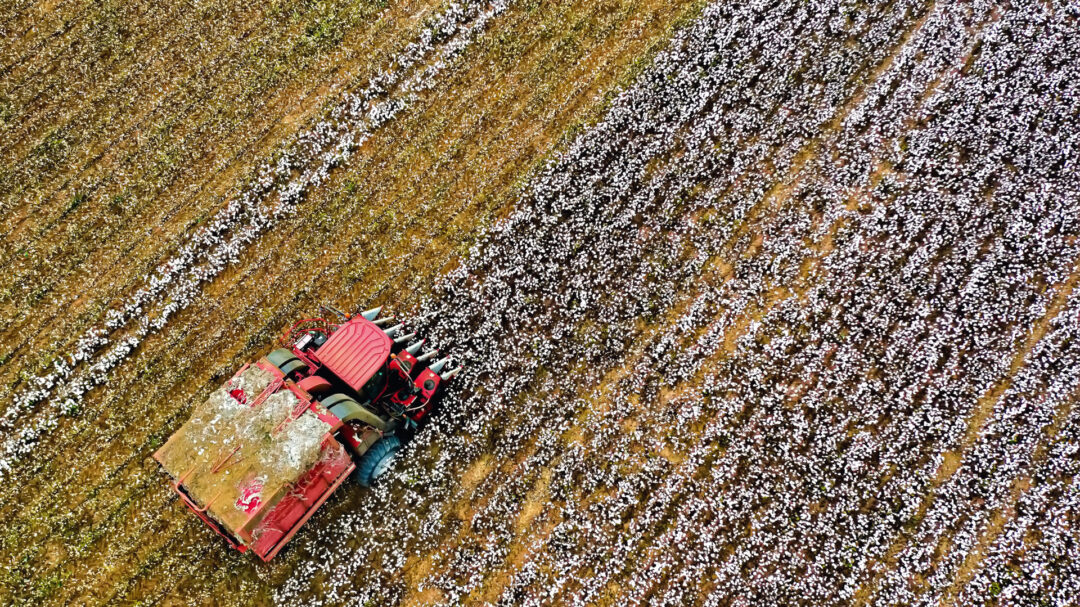το-τελευταίο-κόλπο-με-το-βαμβάκι-και-η-π-563987461