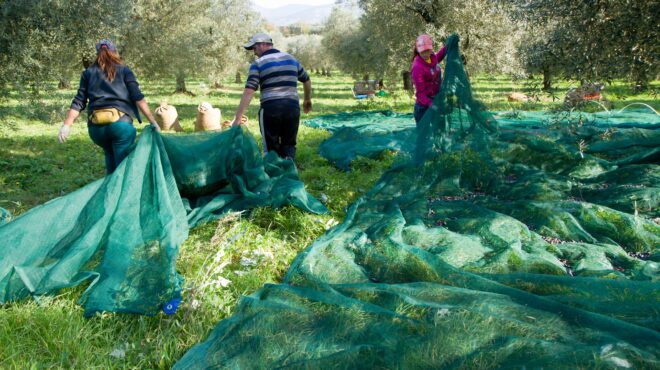 ελαιόλαδο-ρευστός-χρυσός-για-την-υγεί-564048373