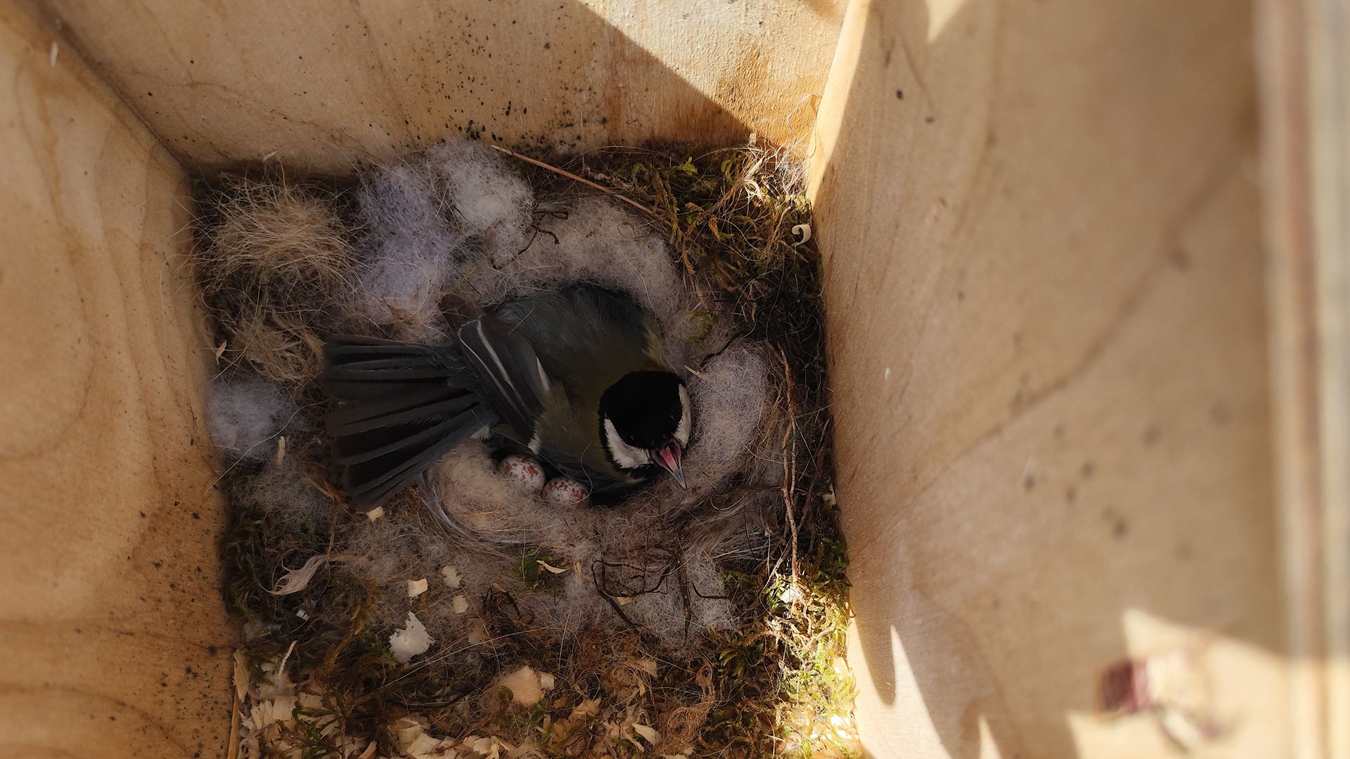 Οι μαυρόγυπες της Δαδιάς απέκτησαν 15 νέες τεχνητές φωλιές-3