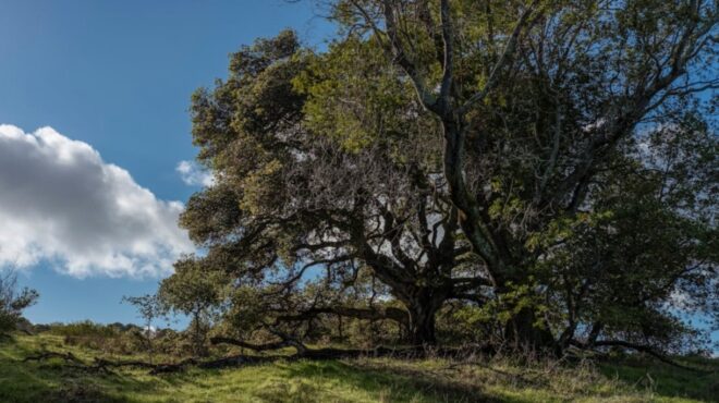 γαλλία-το-τέλος-μιας-βελανιδιάς-340-ετών-564052825