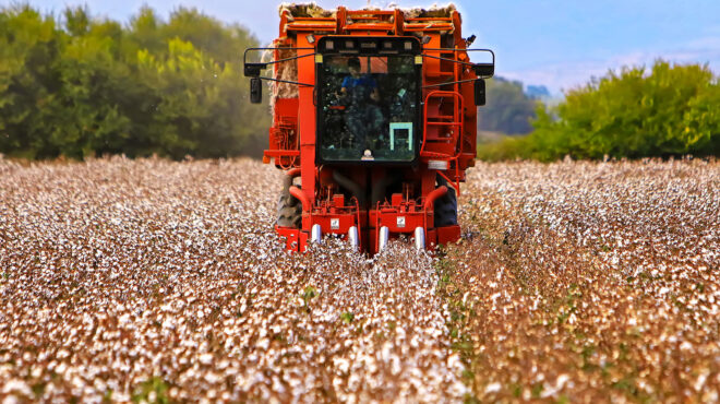 το-σουσάμι-και-το-βαμβάκι-564020743