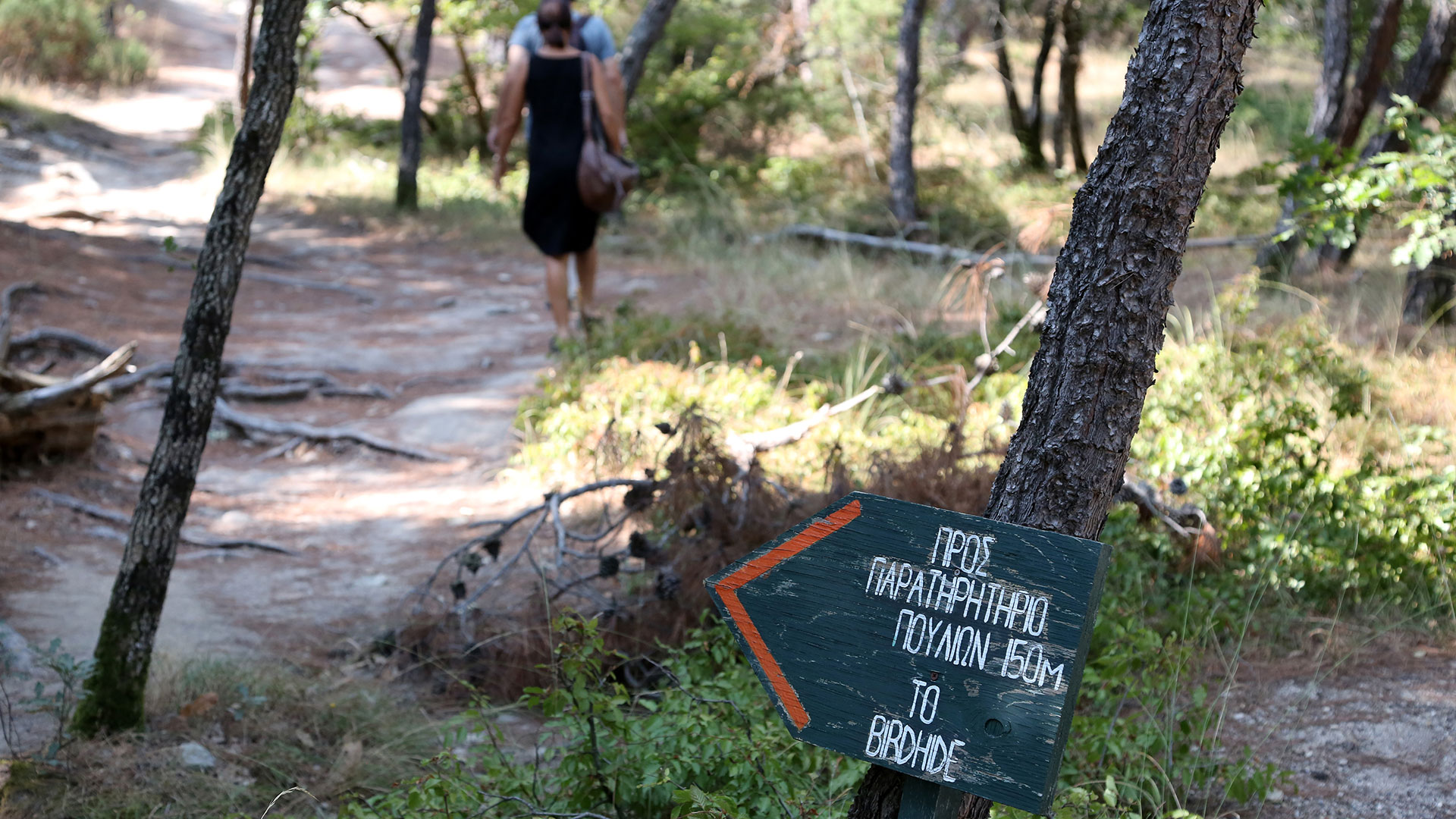 Οι μαυρόγυπες της Δαδιάς απέκτησαν 15 νέες τεχνητές φωλιές-2
