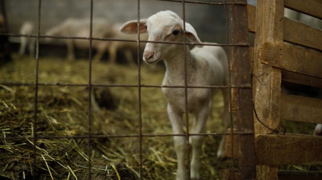 ηράκλειο-τρεις-συλλήψεις-για-ζωοκτον-564003004