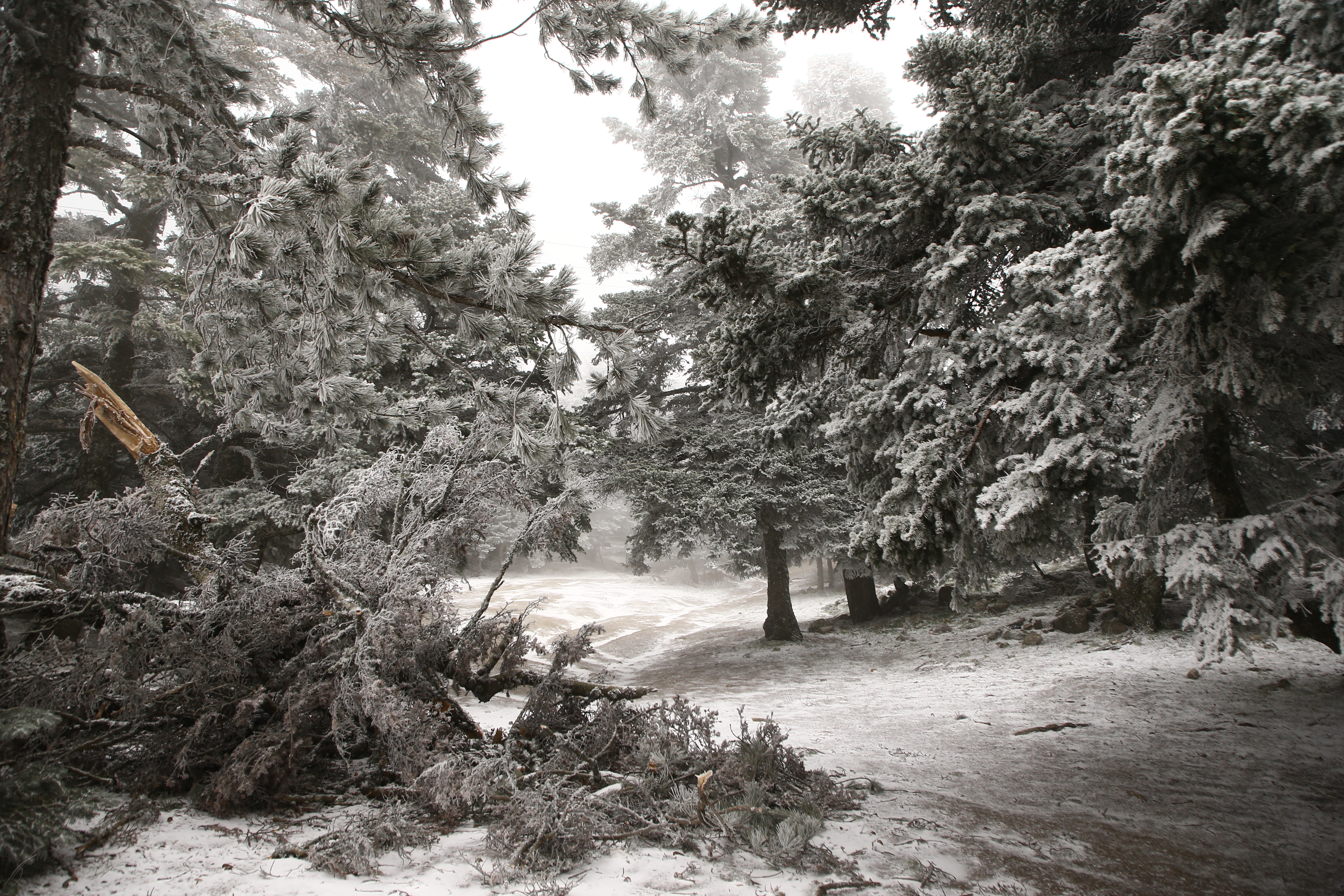 Στα λευκά η Πάρνηθα – Χιόνια σε Ηπειρο, Πελοπόννησο και Κρήτη [εικόνες-βίντεο]-1