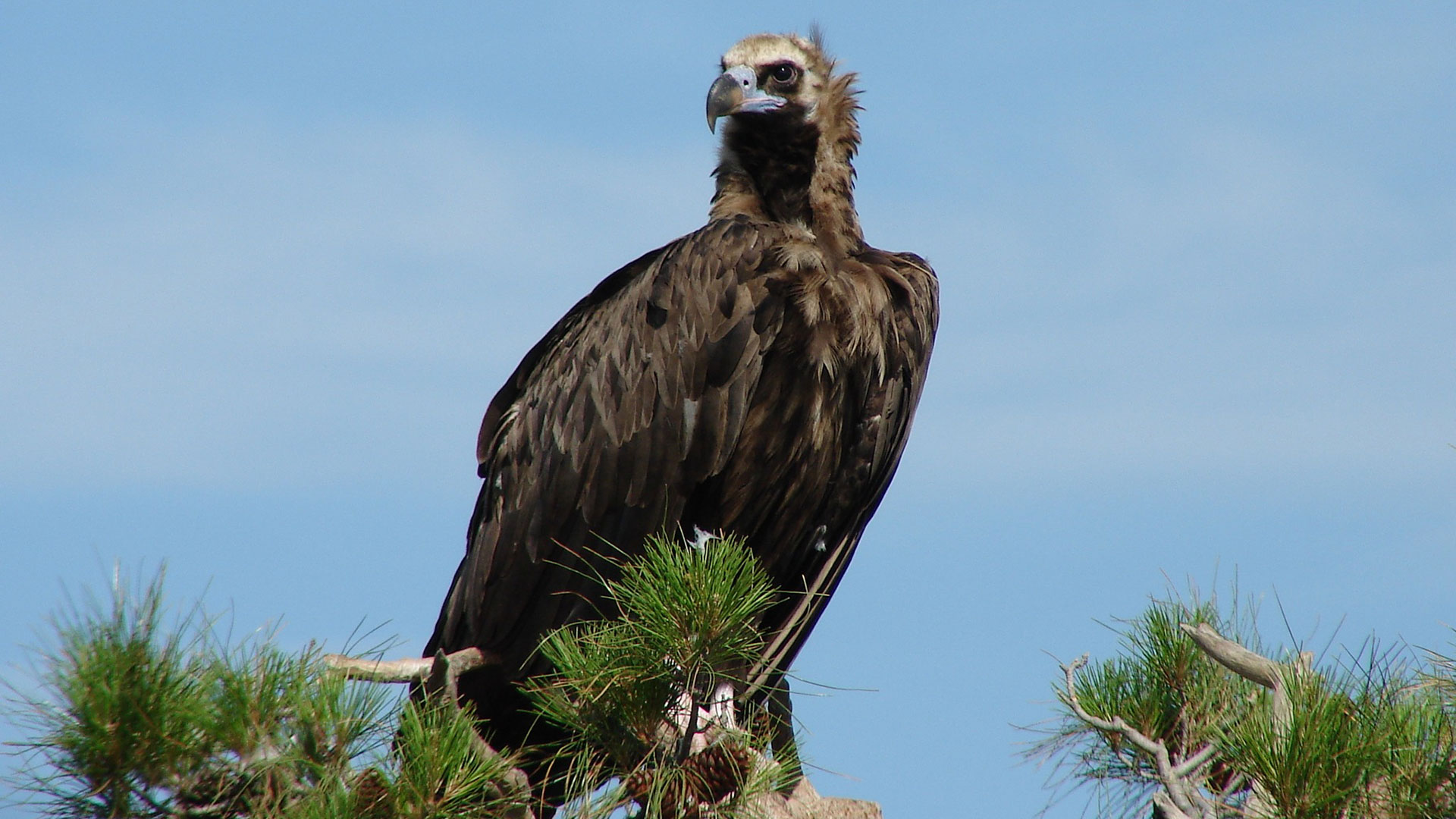 Οι μαυρόγυπες της Δαδιάς απέκτησαν 15 νέες τεχνητές φωλιές-1