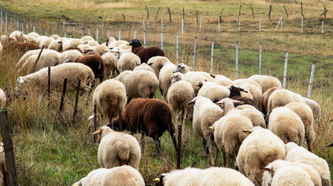 πινγκ-πονγκ-για-τον-εμβολιασμό-των-αιγ-564024538