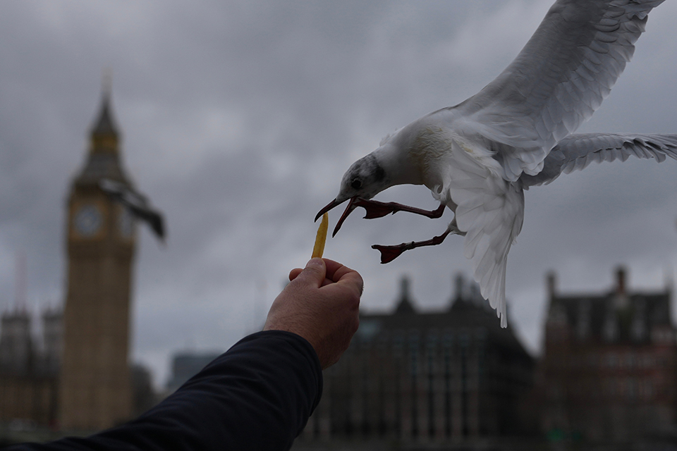 Τα κινέζικα φανάρια-3