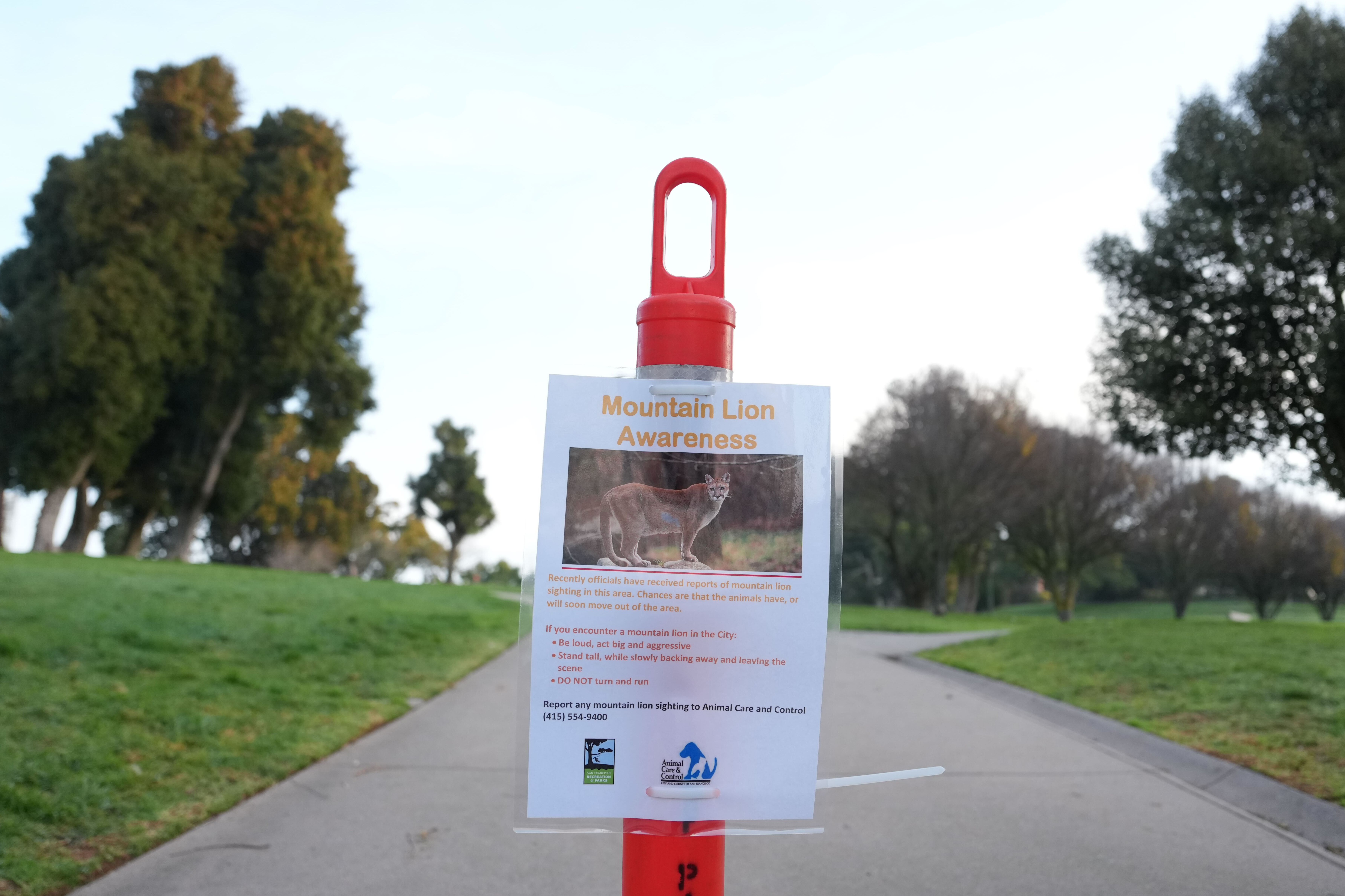 Σπάνιος «γείτονας»: Ενα πούμα περιφερόταν για πάνω από 24 ώρες στο Σαν Φρανσίσκο-2