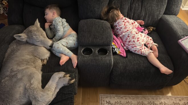 νεογέννητο-μοσχαράκι-πέρασε-τη-νύχτα-564051307