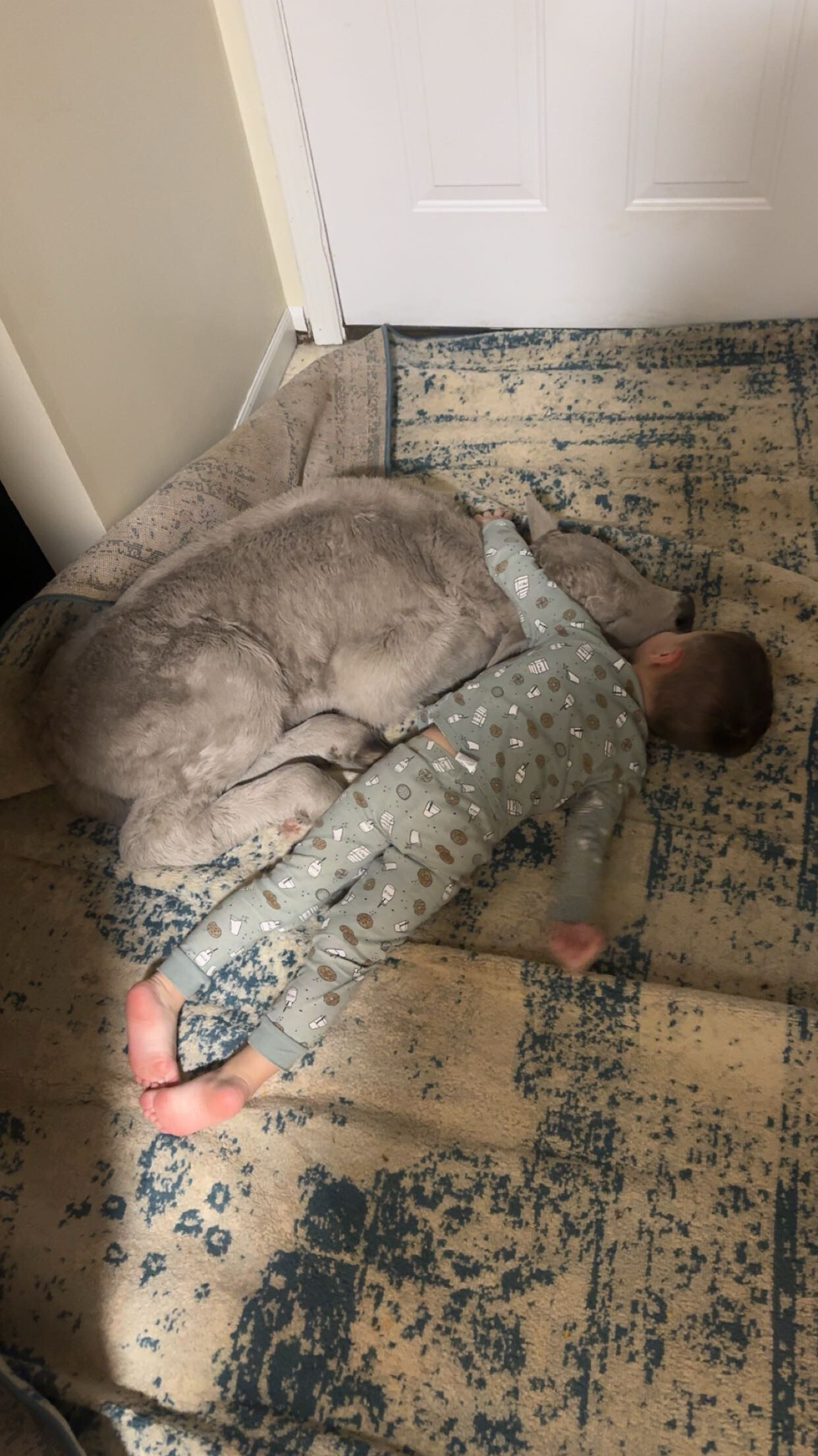 Νεογέννητο μοσχαράκι πέρασε τη νύχτα στον… καναπέ οικογένειας λόγω ψύχους-1