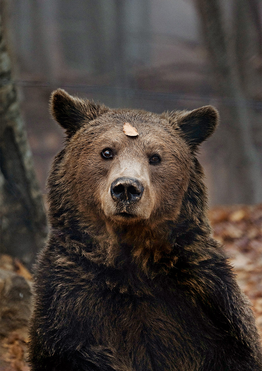 μαζί-με-τις-αρκούδες-και-τους-λύκους-το-564008818