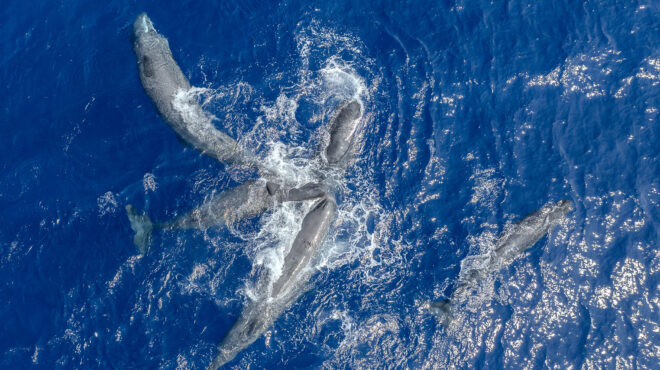 τι-γίνεται-τελικά-με-την-προστασία-των-564042202