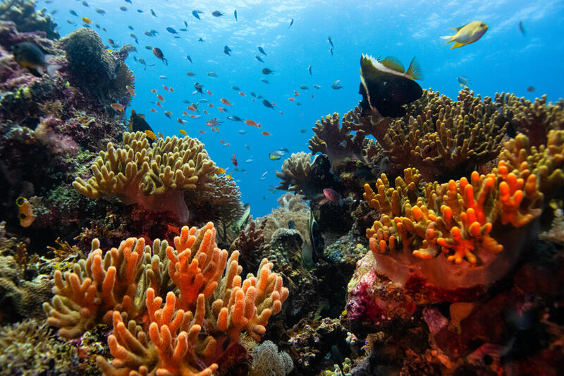 Τι γίνεται τελικά με την προστασία των θαλασσών;-1