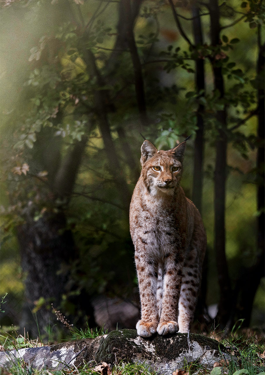 Μαζί με τις αρκούδες και τους λύκους του Νυμφαίου-5