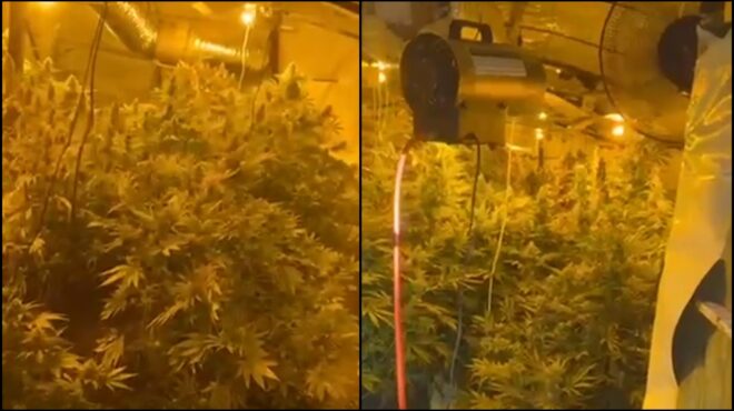 συκωταριά-και-μπιτόνια-λάδι-οι-δι-564021283