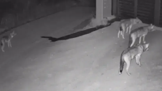 καλλιστώ-για-λύκους-σε-θεσσαλονίκη-564044116