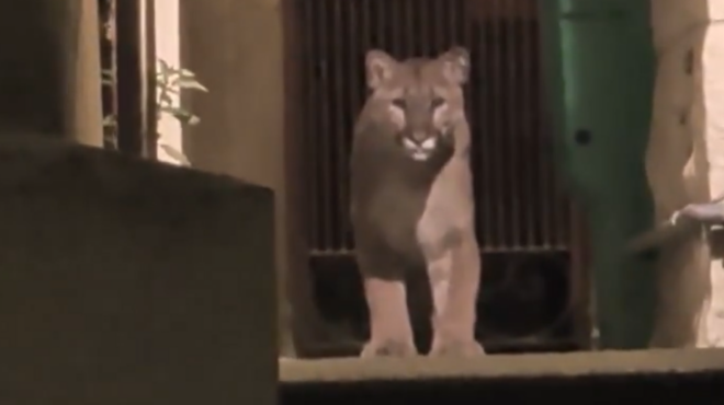 σπάνιος-γείτονας-ενα-πούμα-περιφερ-564047065