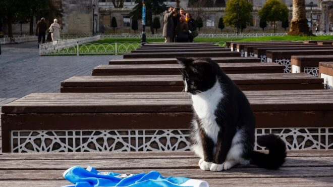 η-γ-ατλέτικο-μαδρίτης-στην-κωνσταντι-564035560