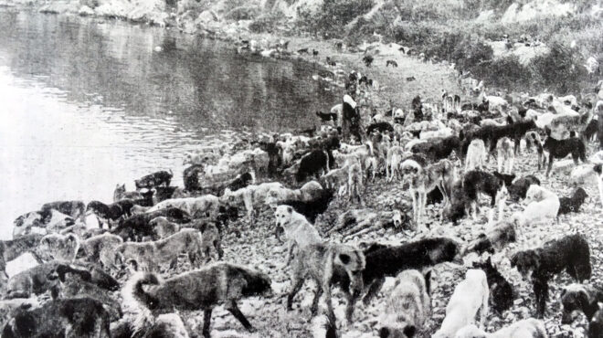 οι-πόλεις-δεν-ανήκουν-μόνο-στους-ανθρώ-564047464